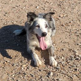 Border Collies from Royal R Ranch