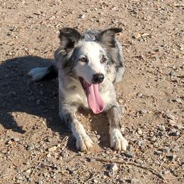 Border Collies from Royal R Ranch