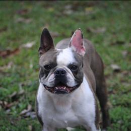 Max - Boston Terrier