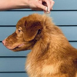 Pele' - Nova Scotia Duck Tolling Retriever