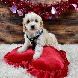 Jack - Blenheim male Cavapoo puppy in Lancaster, Missouri from Cavapoo Acres