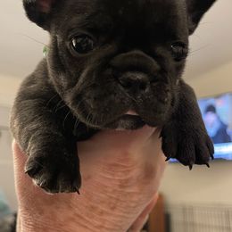 French Bulldog Puppies from JoJo French Bulldogs