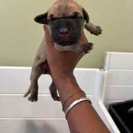Margarita - Fawn female Great Dane puppy in Marble Falls, Texas from Notorious Great Danes