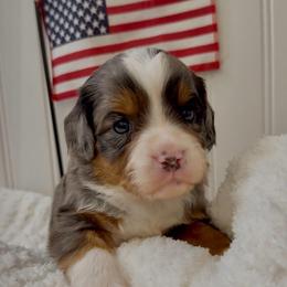 Cobalt - Merle male Cavapoo puppy in Knoxville, Tennessee from Duke’s Forever Doodles