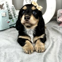 Lettie - Black and cream female Dachshund puppy in Brenham, Texas from 1 Moore Dachshund