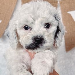 Cavapoos from Roth Puppy Patch