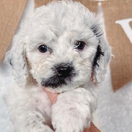 Cavapoos from Roth Puppy Patch