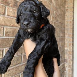 Goldendoodle Puppies from Drea’s Doodles