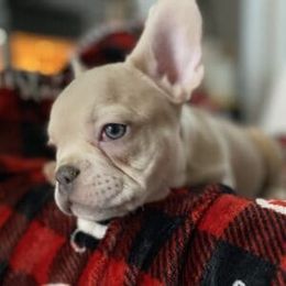 French Bulldog Puppies from QueenBFrenchies