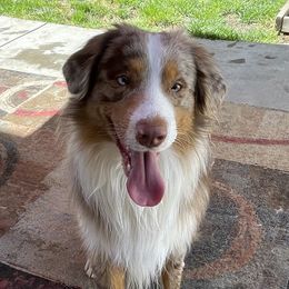 Mochi - Miniature Australian Shepherd