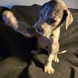 Girl 1 - Great Dane puppy from Andrea  Lockwood