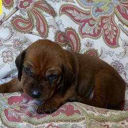 Yellow Girl - Red female Redbone Coonhound puppy in Shreveport, Louisiana from BAFERD Kennels