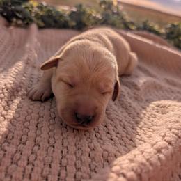 Dilute Retriever and Labrador Retriever Puppies from LC Hunting Labs, LLC.