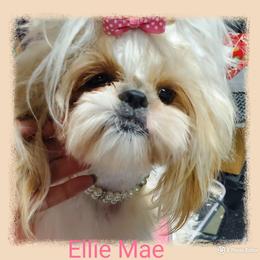 Shih Tzu Puppies from Trinity Shihtzu's So Calif