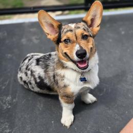 American Corgi and Border Collie Puppies from Duncan's Border Collies and Corgis