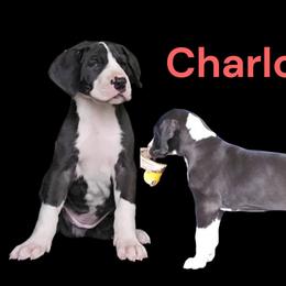 Princess Charlette - Mantle female Great Dane puppy in Brookings, South Dakota from Debonair Danes
