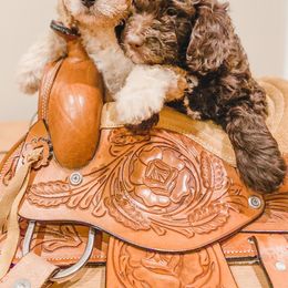 Bernedoodle and Goldendoodle Puppies from AweStrunk Farms