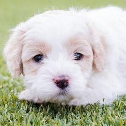 Cash - White male Cavapoo puppy in Tucson, Arizona from Ever After Doodles Arizona