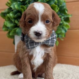D-Green Boy - Red  male Goldendoodle puppy in Lewisville, Texas from Texas Goldendoodle Lovers