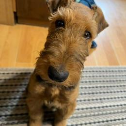Airedale Terrier Puppies from Mystic’s Airedales