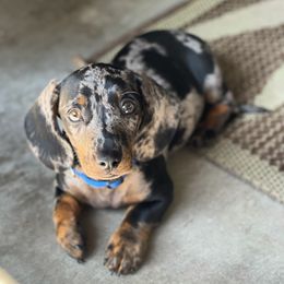 Dachshund Puppies from Empire's Dachshunds