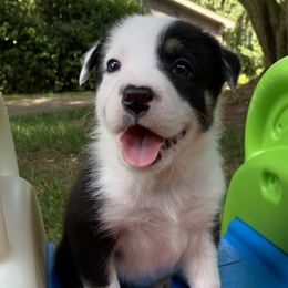 Jory - Tri-color Border Collie puppy in Huntersville, North Carolina from MJ Border Collies