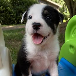Jory - Tri-color Border Collie puppy in Huntersville, North Carolina from MJ Border Collies
