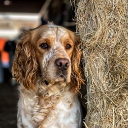 Sophie - English Springer Spaniel