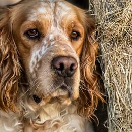 Sophie - English Springer Spaniel