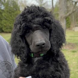 Dark Green Male - Blue male Poodle puppy in Tullahoma, Tennessee from Urban Hero Poodles