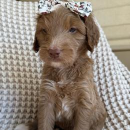 Ruby - Apricot female Goldendoodle puppy in Gilbert, Arizona from DogHouse Doodles