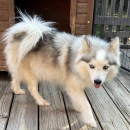 Silva - Pomsky