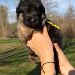 Cloe - Black and red female German Shepherd puppy in Harvard, Illinois from Aus Dem Meer German Shepherds