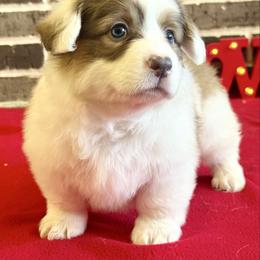 Kiss - Red female Pembroke Welsh Corgi puppy in Muldrow, Oklahoma from Dean’s Rustic Ranch Corgis and Horses