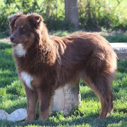 Marlee - Australian Shepherd