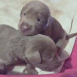 Labrador Retriever Puppies from DLime Ranch Silver Labs