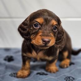 Tillie - Chocolate and tan female Dachshund puppy in Anaconda, Montana from Montana Country Dachshunds