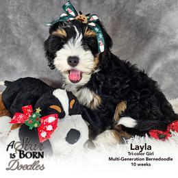 Bernedoodle Puppies from A Star is Born Doodles