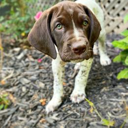 German Shorthaired Pointer Puppies from Thunder Mountain Gun Dogs