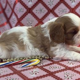 Sage - Blenheim male Cavalier King Charles Spaniel puppy in Kidder, South Dakota from Continental Cavaliers