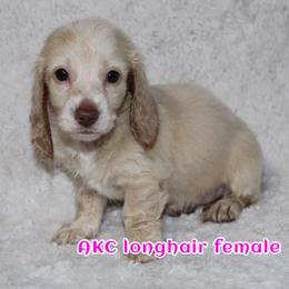 Hallow - Cream female Dachshund puppy in Powderly, Texas from Kuttin’ Up Mini Aussies