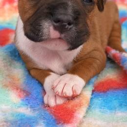 Staffordshire Bull Terriers from Want to cancel membership