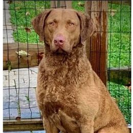 Colt - Chesapeake Bay Retriever
