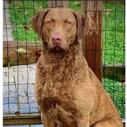Colt - Chesapeake Bay Retriever