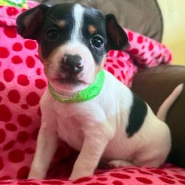 Cosmo - White black and tan male Rat Terrier puppy in Molalla, Oregon from The Puppy Patch Rat Terriers
