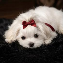 AKC Korean Male - White male Maltese puppy in Mooresville, North Carolina from Clearview Canines