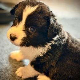 Nosey  Niguel - Black and white male Cardigan Welsh Corgi puppy in Omaha, Arkansas from DnD Corgis