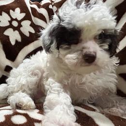 Spot - Brown female Poodle puppy in Mineral Wells, Texas from S.H.A.R.P.’s Toy Poodles