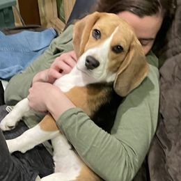 Brooklyn - Beagle