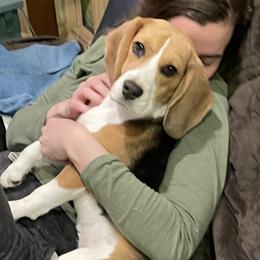 Brooklyn - Beagle